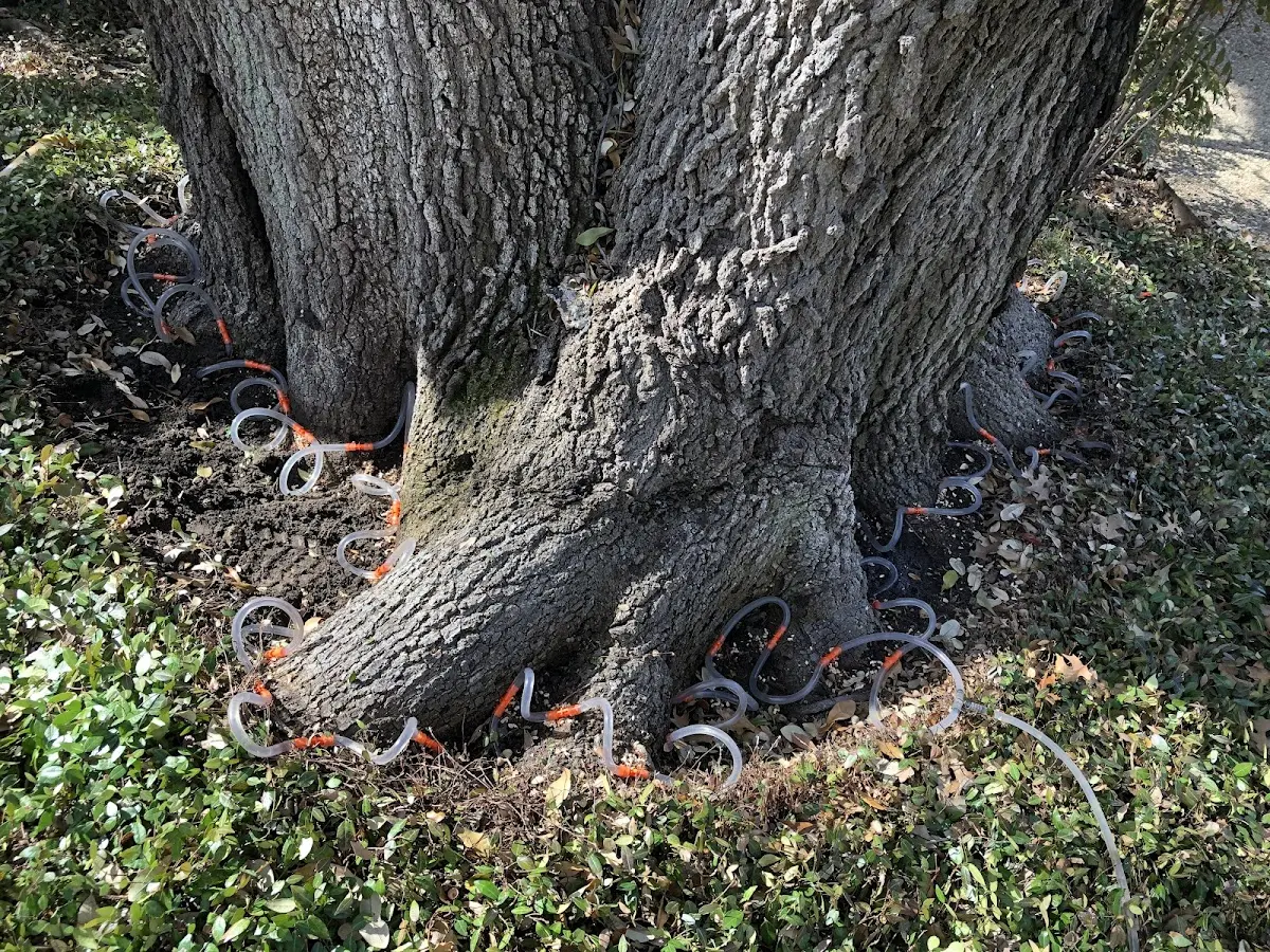 Detailed Tree Cabling and Bracing job site in Harpster