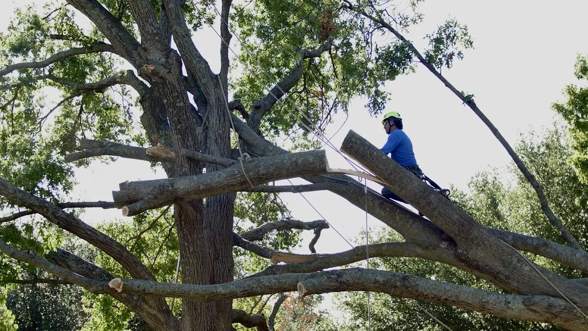 Professional Crown Thinning performed by certified arborists in Harpster