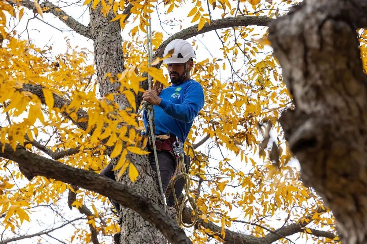Skilled Tree Planting crew working in Harpster